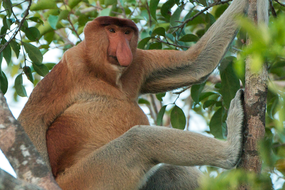  Male  Proboscis Monkey  Sean Crane Photography