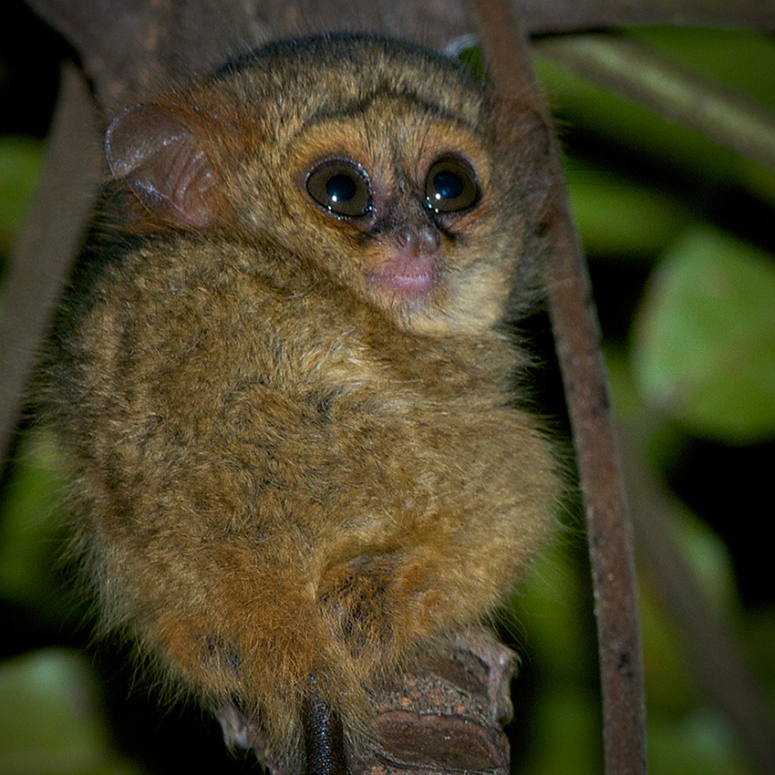 baby tarsier