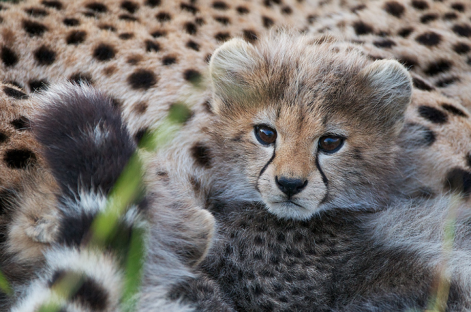 Cheetah Cub | Sean Crane Photography