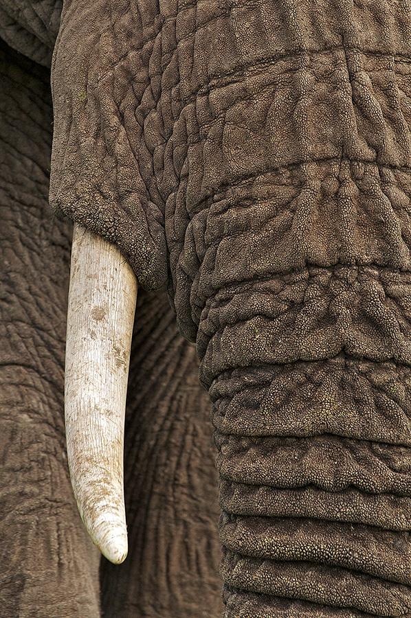 Elephant Tusk - Sean Crane Photography