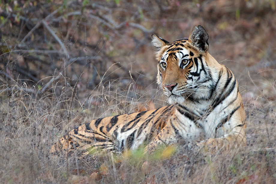 Female Tiger 