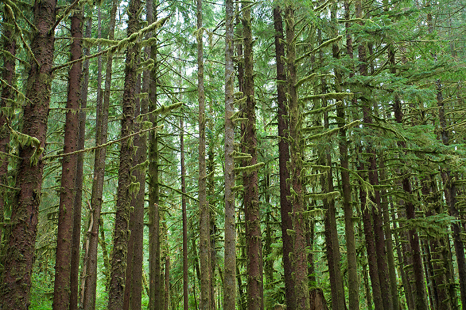 Two Shots of Olympic National Park Forest | Sean Crane Photography