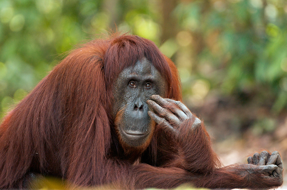 Late Night Orangutan | Sean Crane Photography