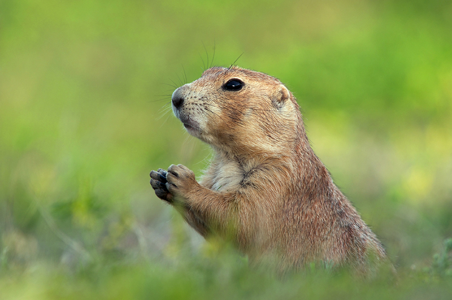 Prairie Dog Portrait | Sean Crane Photography