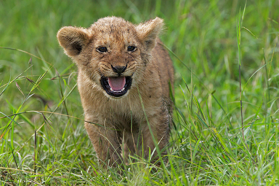 Ferocious Lion Cub | Sean Crane Photography