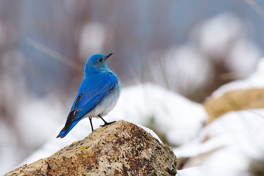 Mountain Bluebird Sean Crane Photography