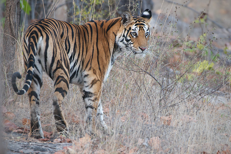 Tiger Stripes | Sean Crane Photography