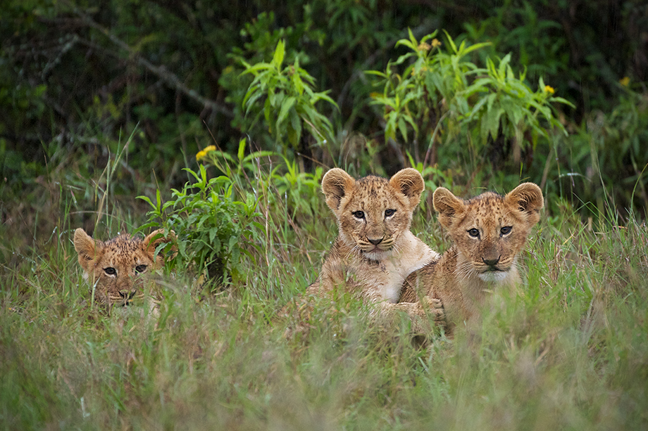 Lion Cub Portrait | Sean Crane Photography