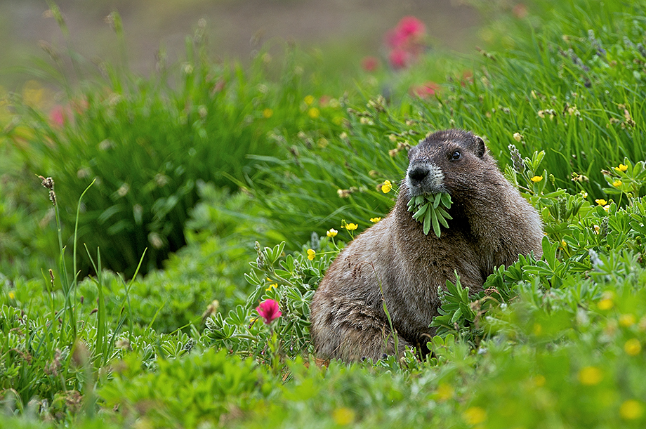 Hoary Marmot Eating Breakfast | Sean Crane Photography