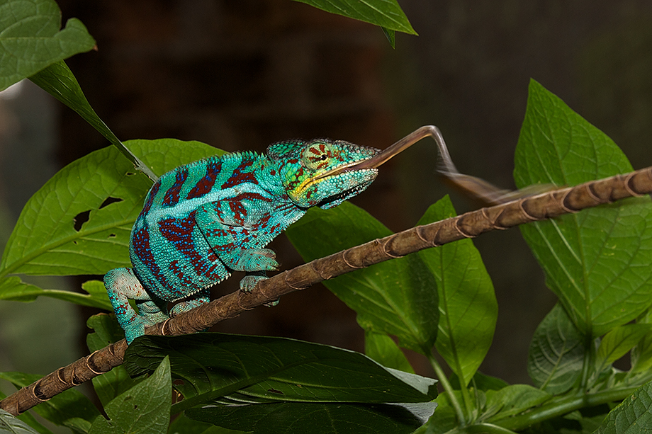 chameleon tongue