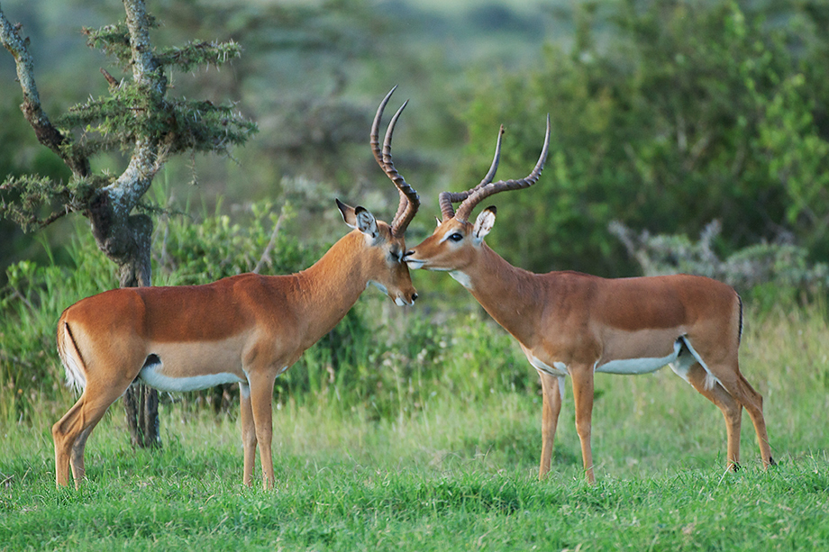 Impala Kiss | Sean Crane Photography