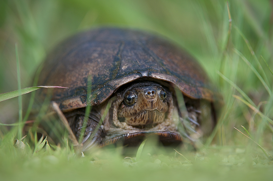 Mud Turtle in the Grass | Sean Crane Photography