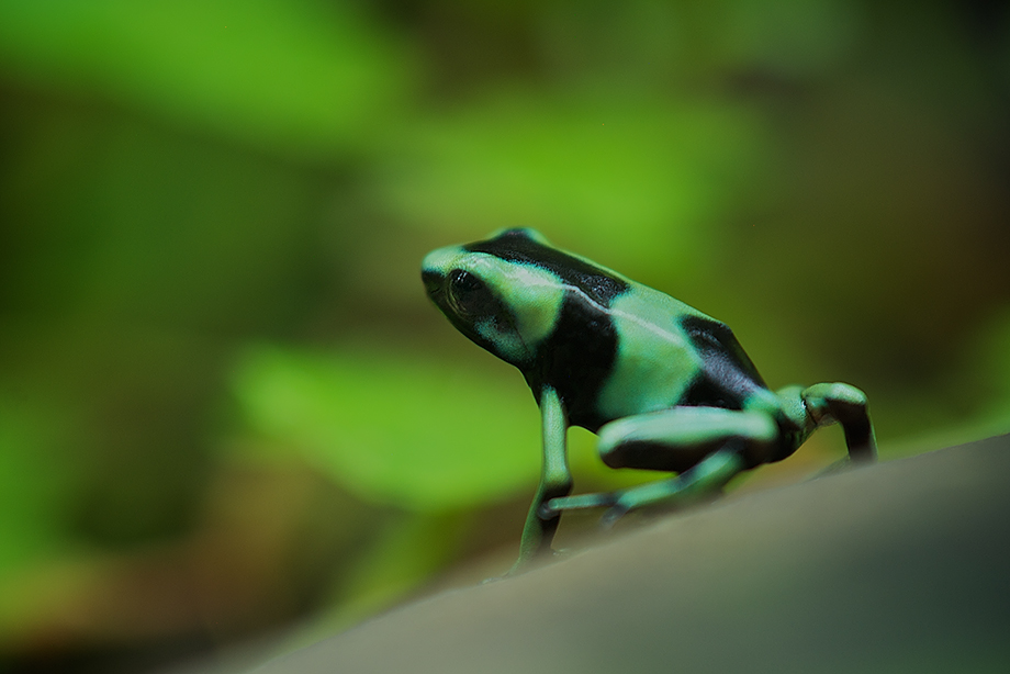 Green and Black Poison Dart Frog | Sean Crane Photography