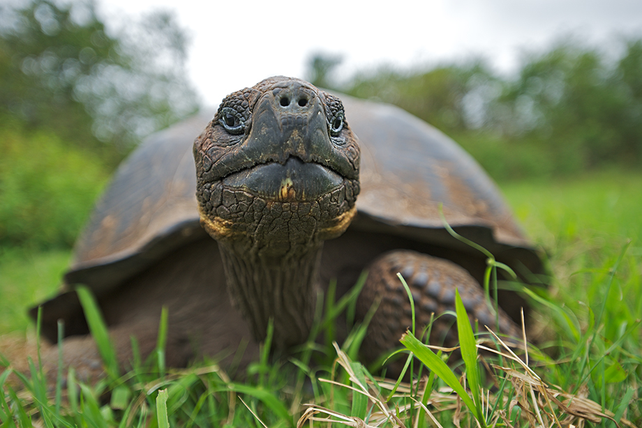 Galapagos Giant Tortoise | Sean Crane Photography