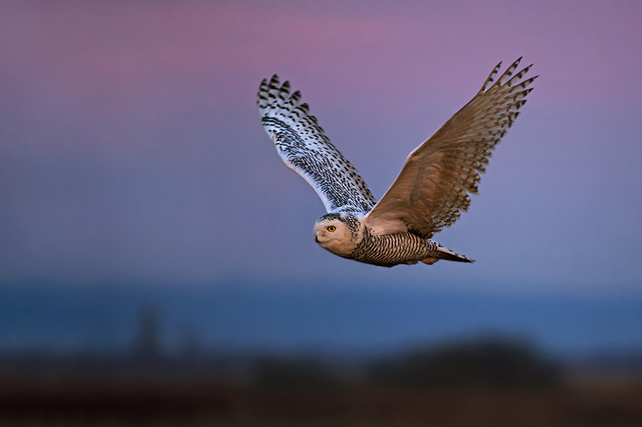 Snowy Owl At Twilight Sean Crane Photography   Snowy Owl Bb153 