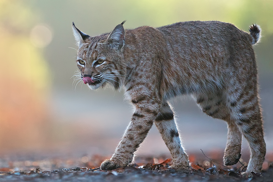 Bobcat Lick | Sean Crane Photography