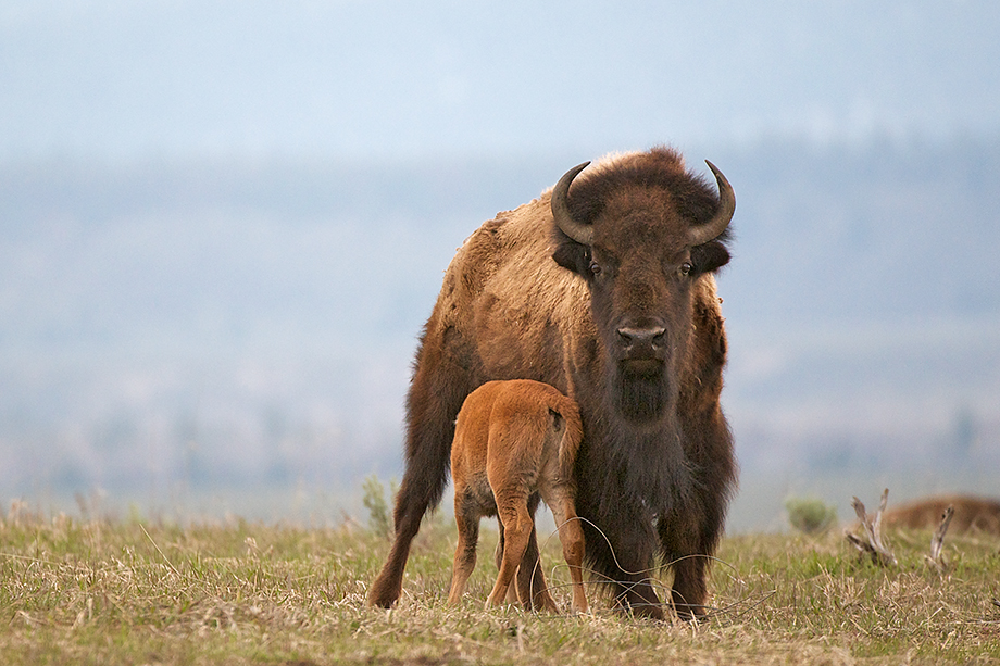 Suckling Bison | Sean Crane Photography