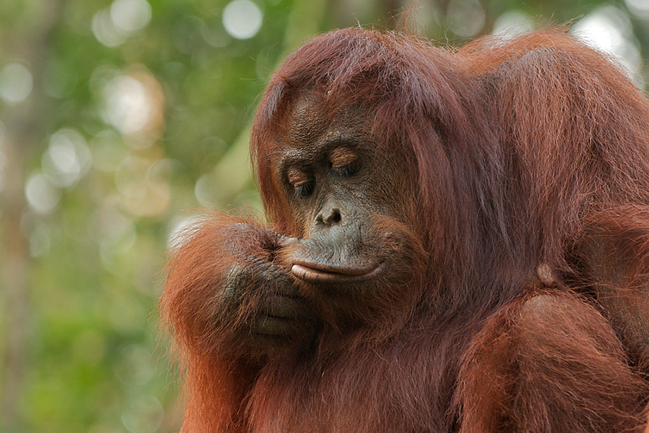 Orangutan And Her Lips | Sean Crane Photography