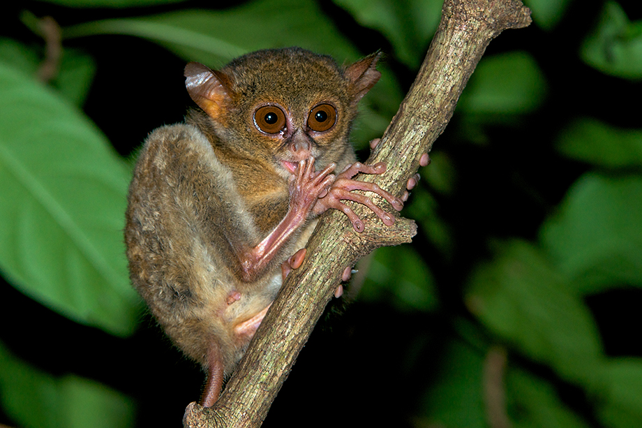 Spectral Tarsier Channelling Dr. Evil | Sean Crane Photography