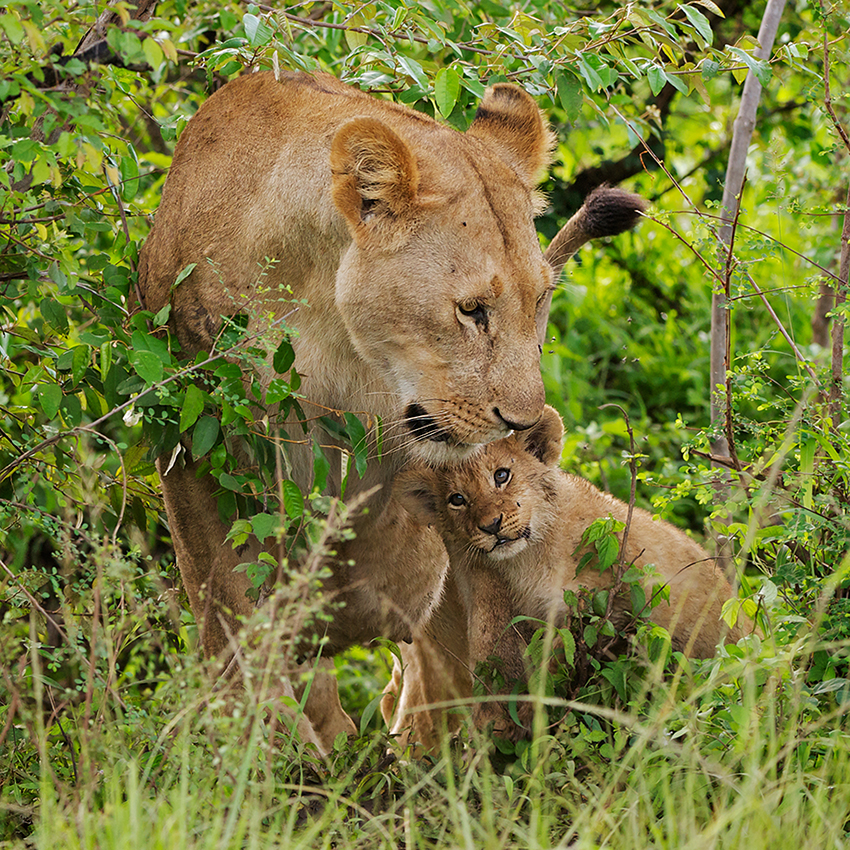 Lion Mother and Cub | Sean Crane Photography