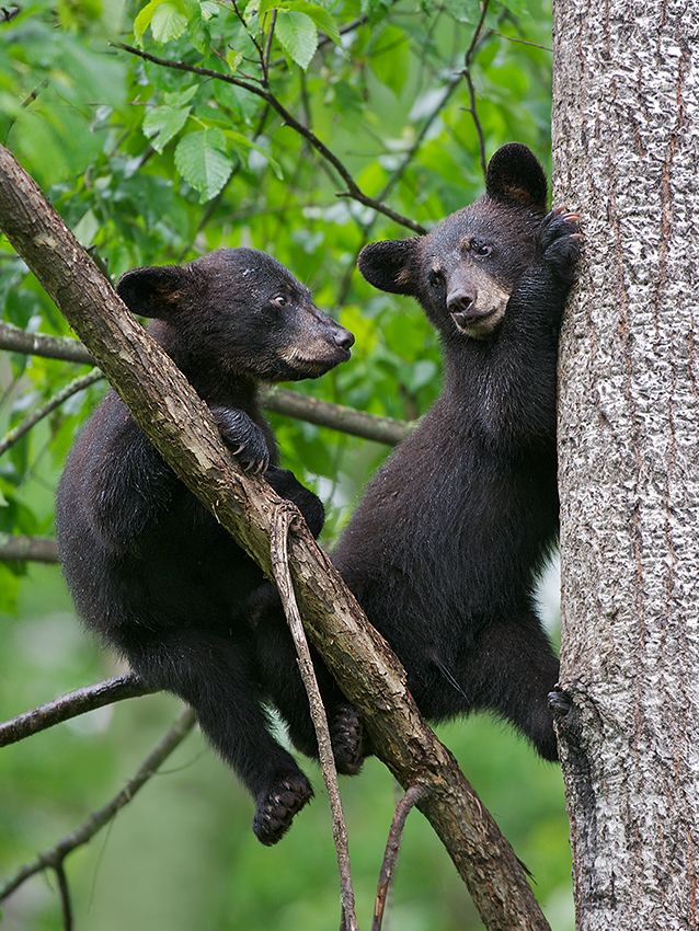 Fun Facts About Black Bear Cubs - Inge Regine