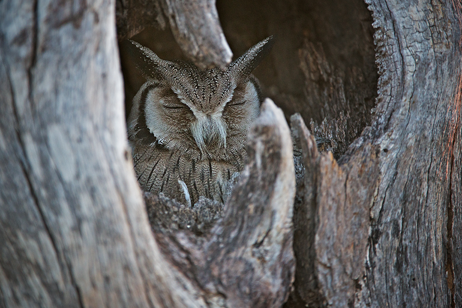 Southern White Faced Owl | Sean Crane Photography