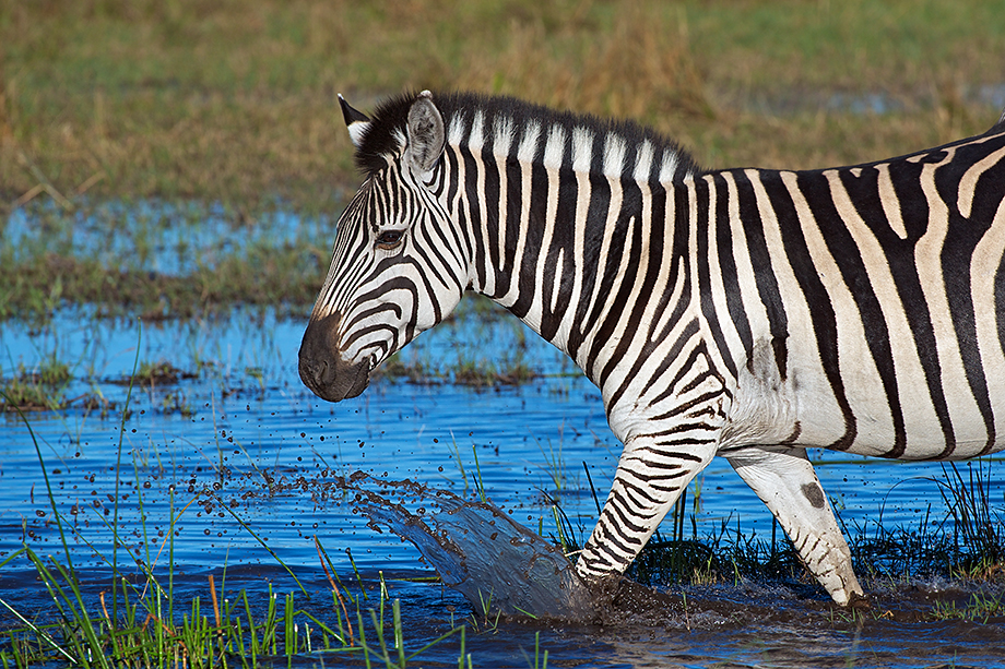 Zebra Splash | Sean Crane Photography