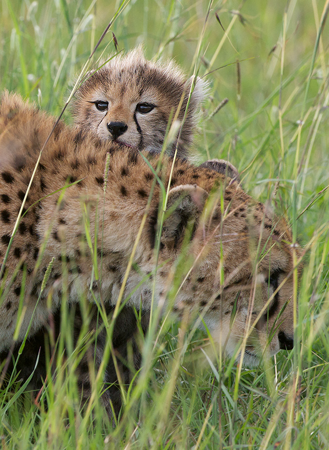 Cheetah Cub Peek | Sean Crane Photography