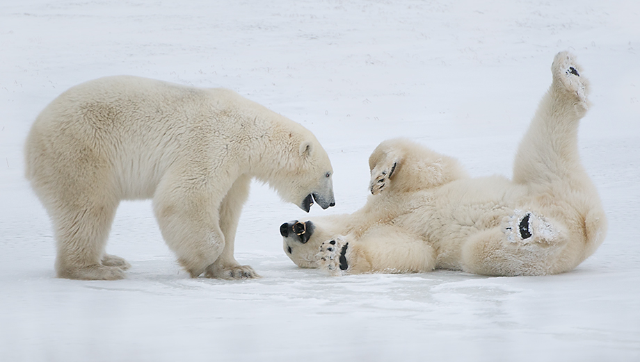 polar-bears-at-play-sean-crane-photography