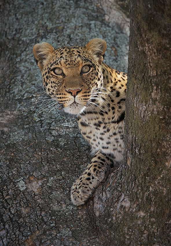 Leopard in Sausage Tree | Sean Crane Photography