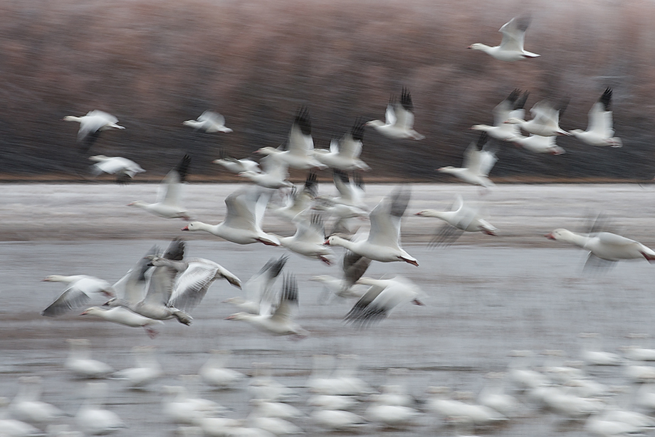 Snow Geese Blast Off | Sean Crane Photography