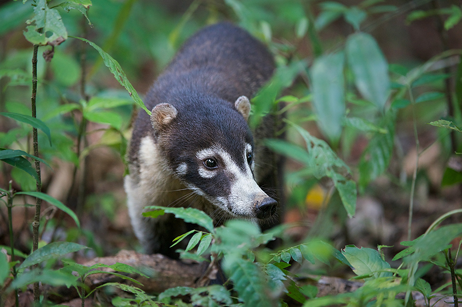 Coati | Sean Crane Photography