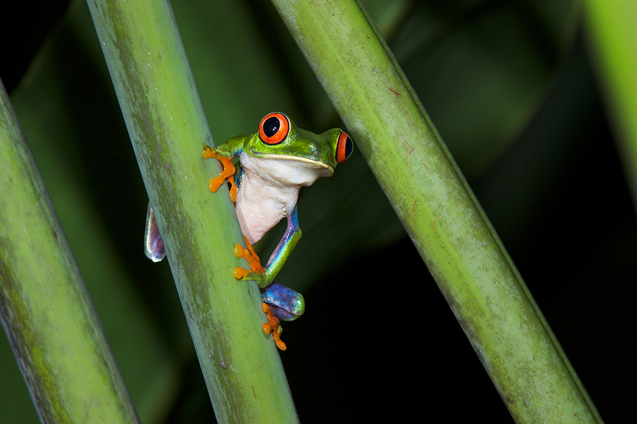 Red Eyed Tree Frog Sean Crane Photography