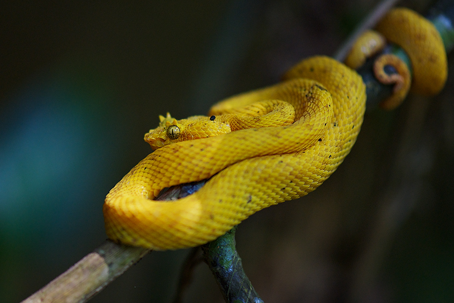 Yellow Eyelash Viper | Sean Crane Photography