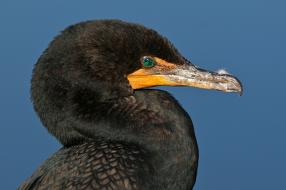 Cormorant Head | Sean Crane Photography