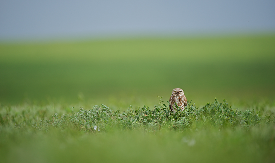 Burrowing Owl On The Prairie | Sean Crane Photography