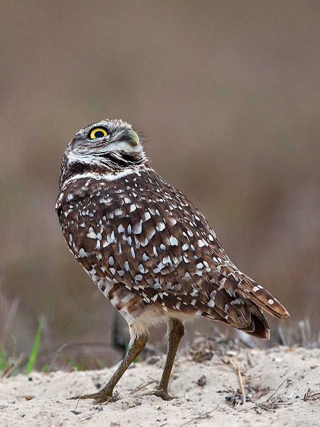 Exorcist Owl | Sean Crane Photography