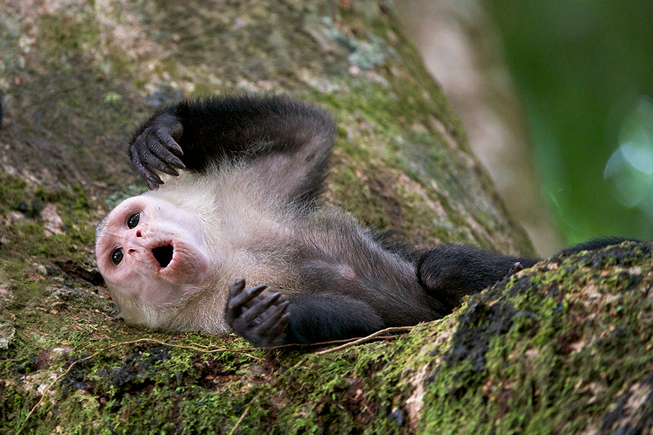 World Cup Capuchin Sean Crane Photography