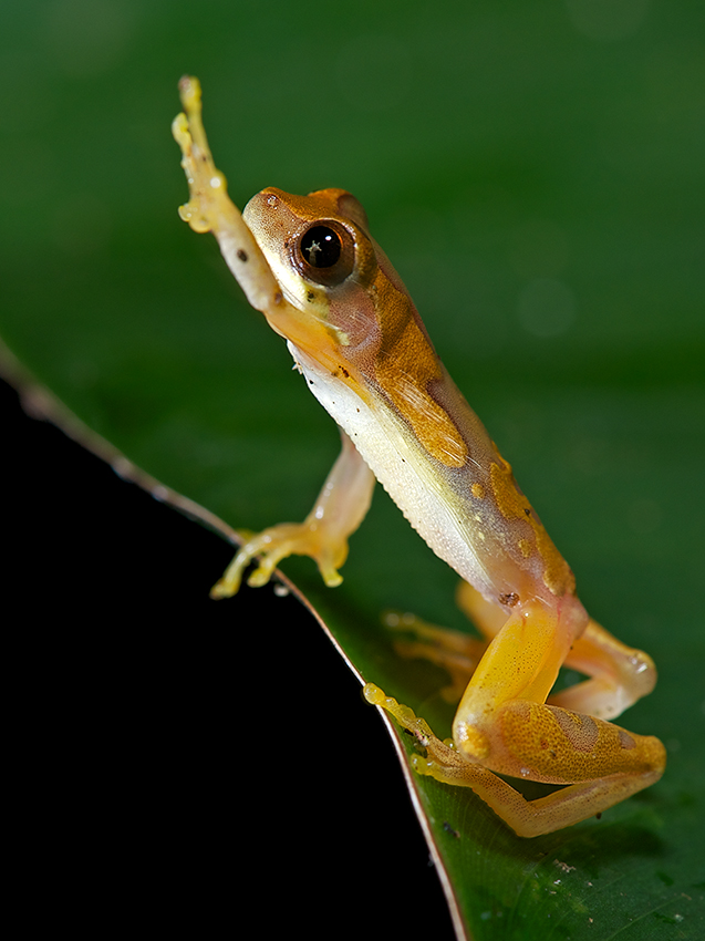 High-Fiving Tree Frog | Sean Crane Photography