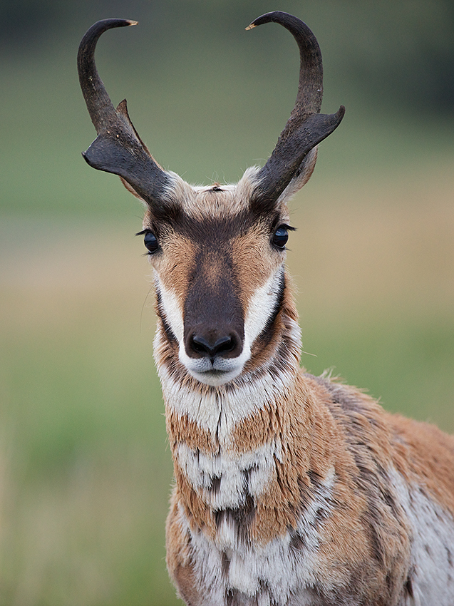 Pronghorn Portrait | Sean Crane Photography