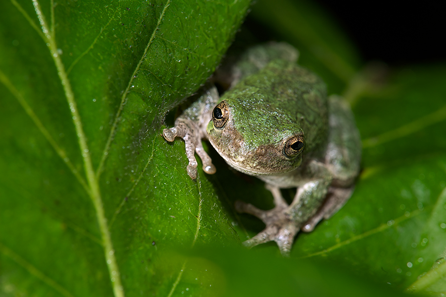 Gray Tree Frog | Sean Crane Photography