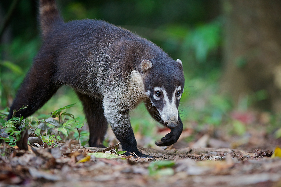 Coati | Sean Crane Photography