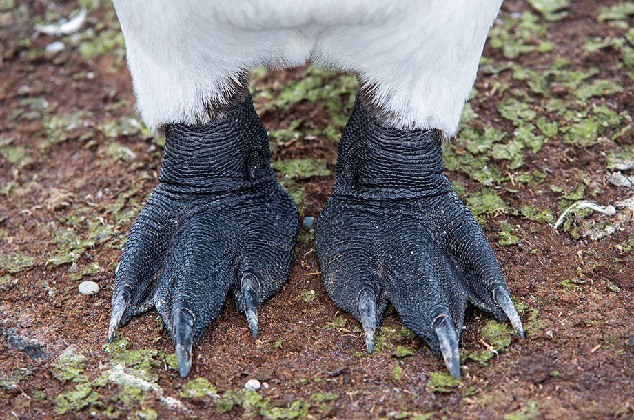 Penguin Feet | Sean Crane Photography