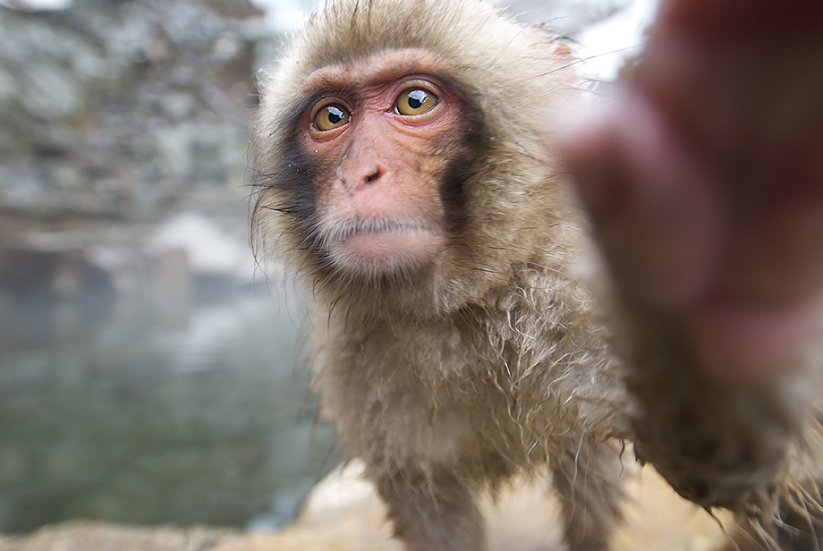 Snow Monkey Adjusting the Lens | Sean Crane Photography