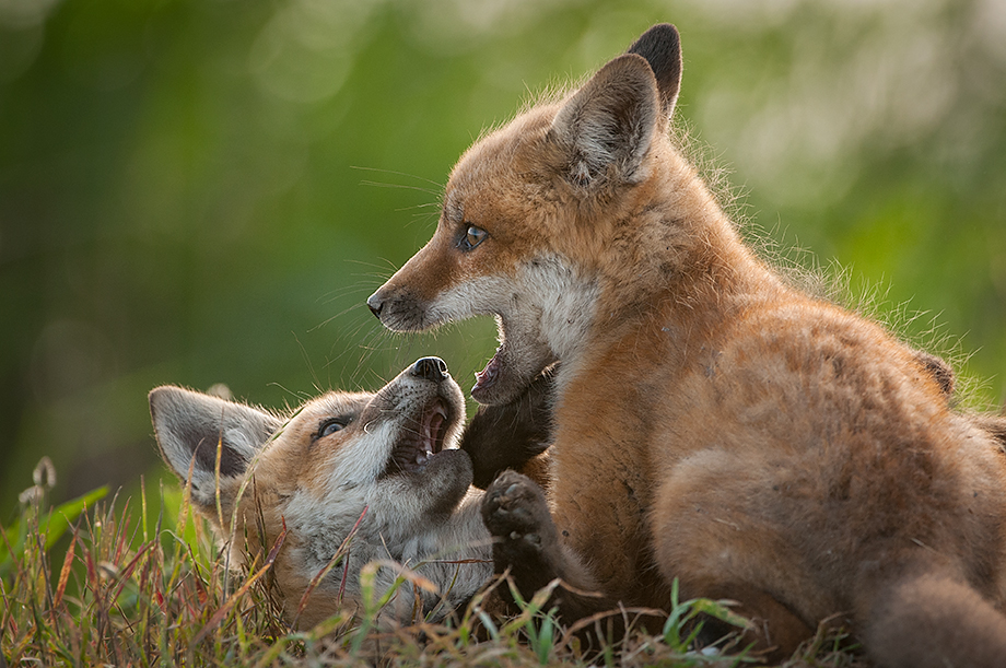 Red Fox Pups | Sean Crane Photography