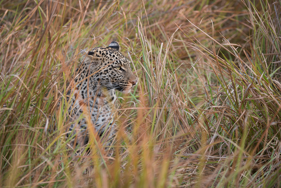 Leopard in long dry grass showing the effectiveness of its camouflage Stock  Photo - Alamy