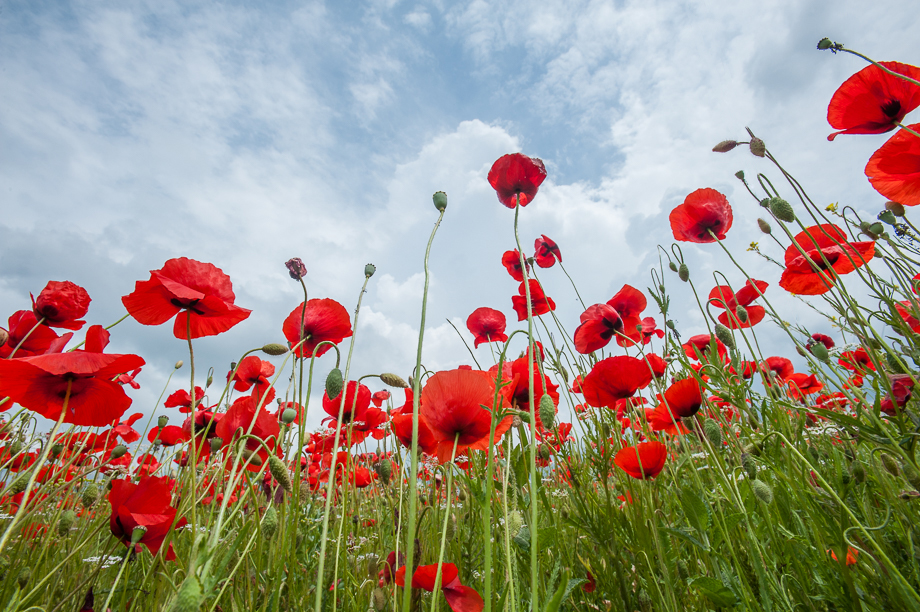 Poppies and Sky | Sean Crane Photography