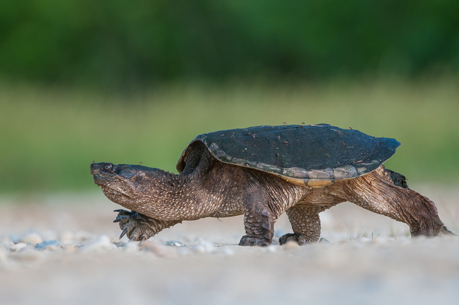 snapping-turtle-on-the-move-sean-crane-photography