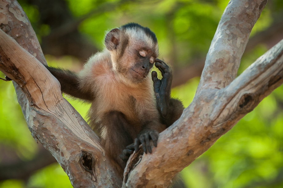 Brown Capuchin Monkey Sean Crane Photography