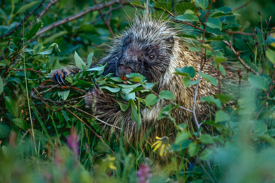 North American Porcupine Sean Crane Photography   Porcupine 1 